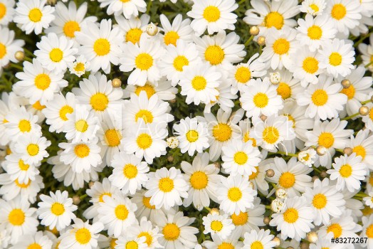 Bild på Lovely blossom daisy flowers background